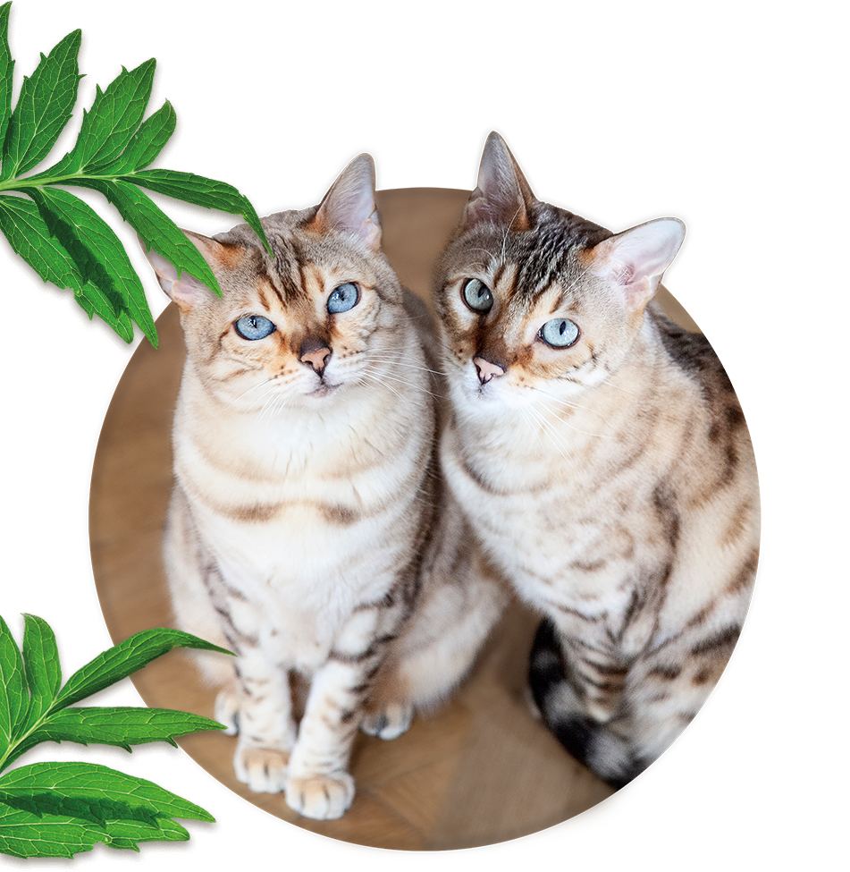Everything for cats!